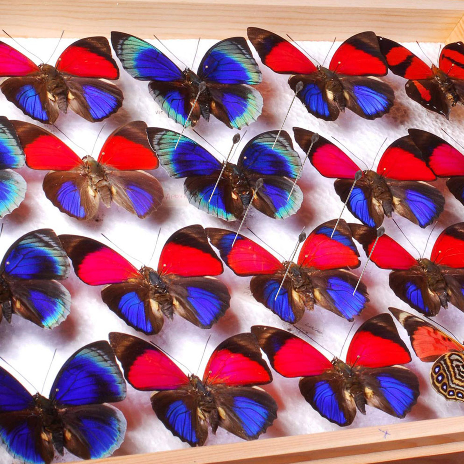 1Set Transparent Specimen Box  - Collectors Coins Jewelry & Watches Of Smithtown Reviews บทวิจารณ์และราคา